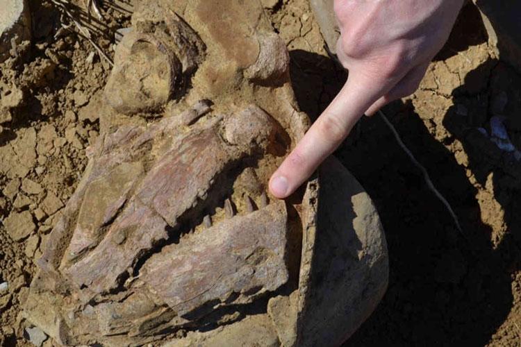 فسیل 100 میلیون ساله دریای درون مرزی استرالیا بازبینی شد
