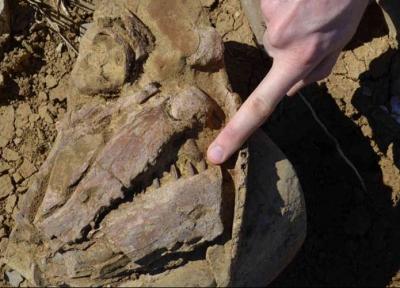 فسیل 100 میلیون ساله دریای درون مرزی استرالیا بازبینی شد