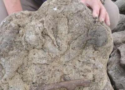 کشف ردپای آخرین دایناسور های بریتانیا