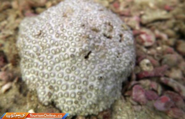 شناسایی یک گونه تازه مرجان سخت در آب های جزیره کیش