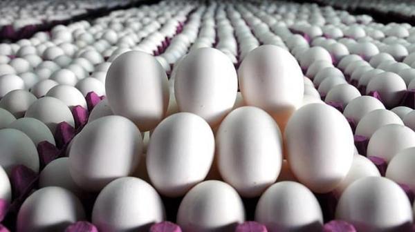 هر شانه تخم مرغ به بالاتر از 100 هزار تومان رسید!